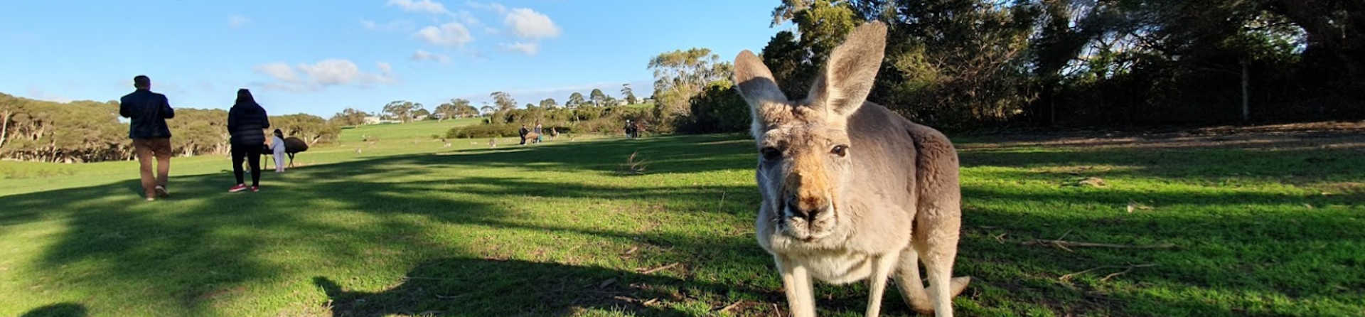 Beyond the Penguins: A Guide to Phillip Island’s Hidden Wildlife Gems
